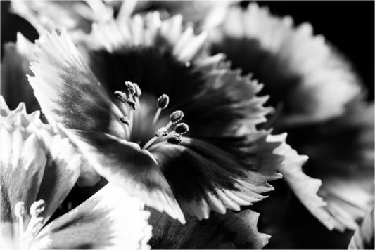 Main image Bartnelke_03