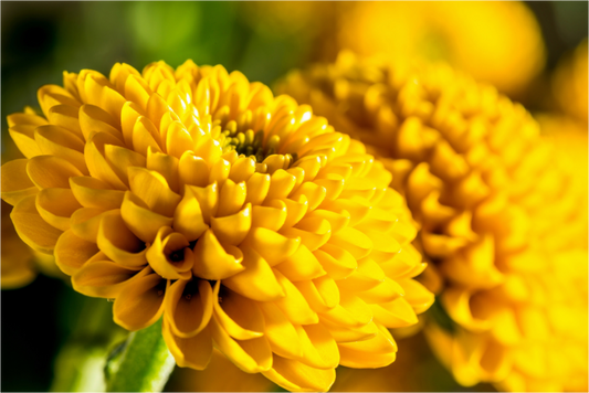 Main image Chrysanthemen-04