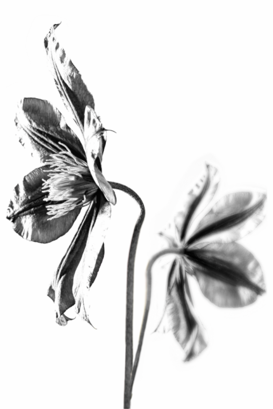 Main image Clematis-02