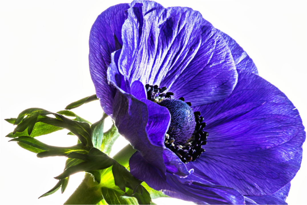 Main image Kronenanemone_02