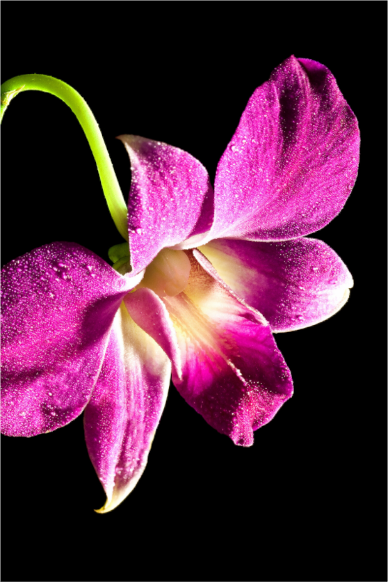 Main image Phalaenopsis-2