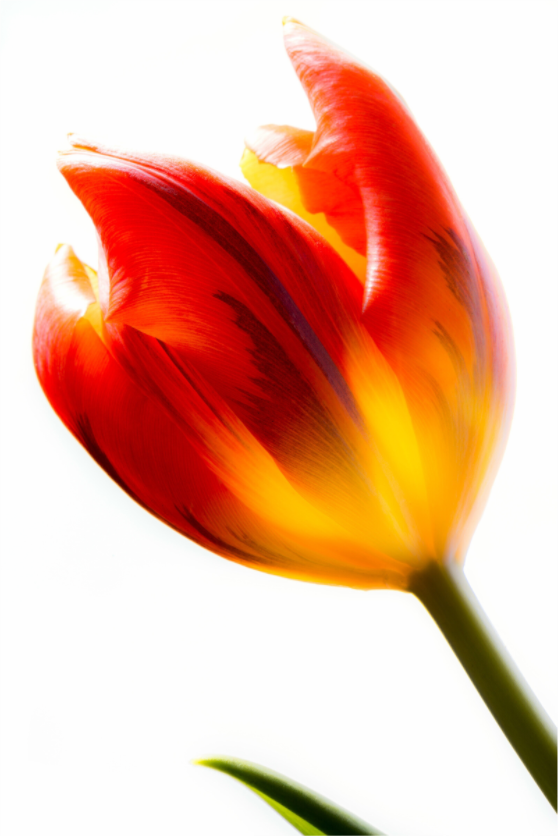 Main image Tulpe-04