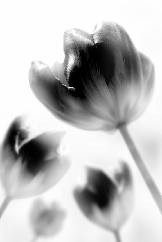 Main image Tulpe-01