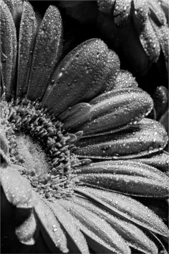 Main image Gerbera_01