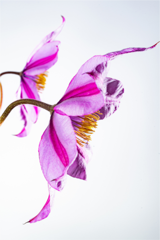 Main image Clematis-06