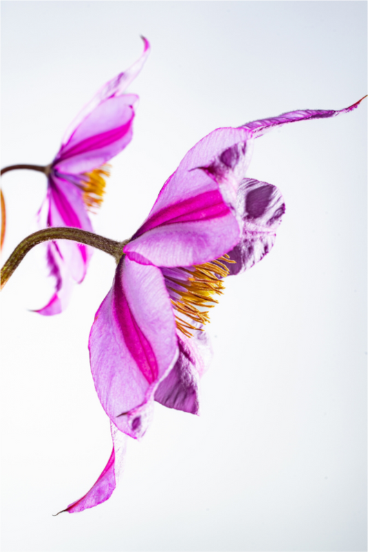 Main image Clematis-06