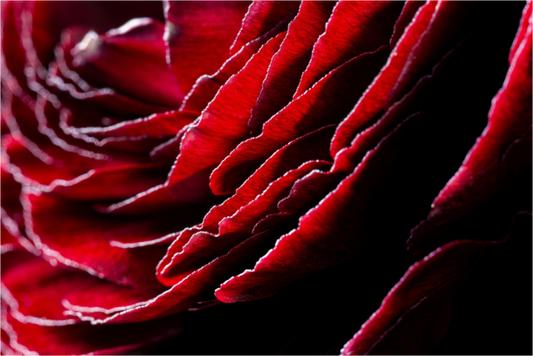 Main image Rose_12