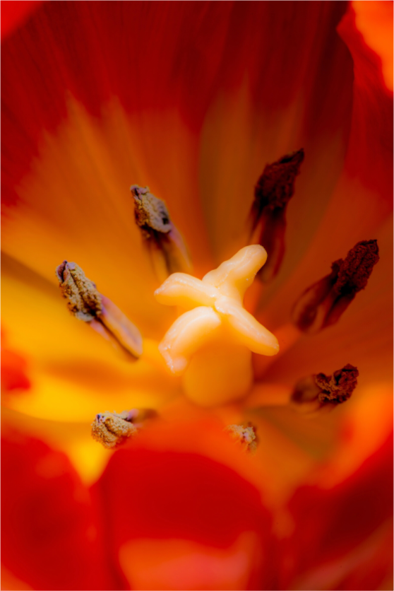 Main image Tulpe-03