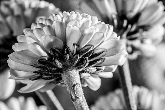 Main image Chrysanthemen-03