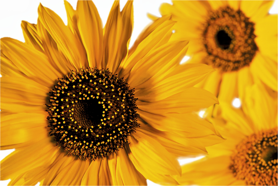 Main image Sonnenblume