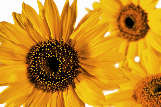 Main image Sonnenblume