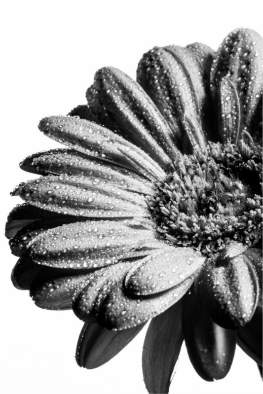 Main image Gerbera_06