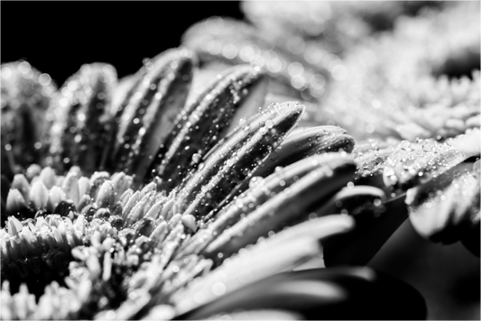 Main image Gerbera_10