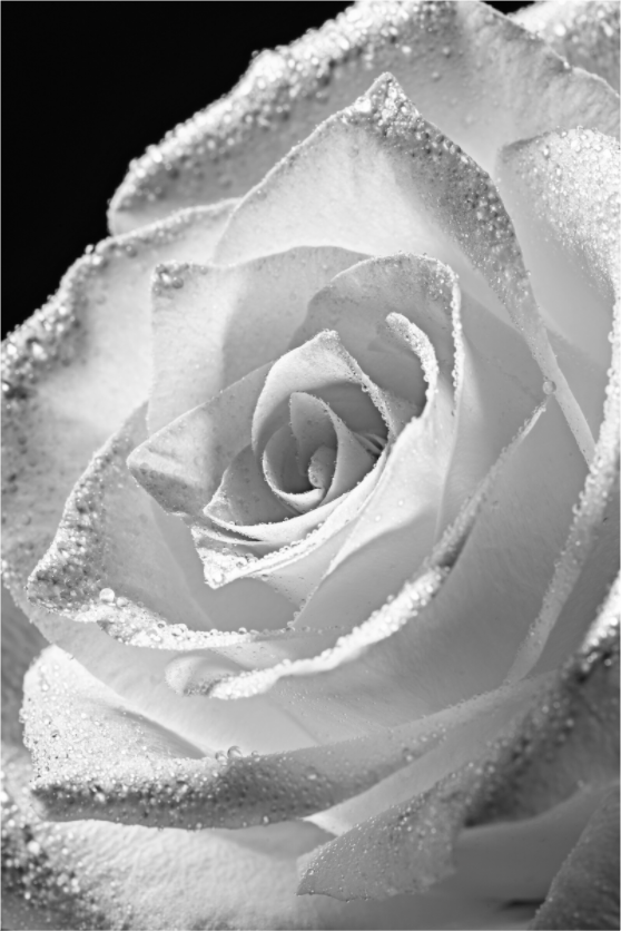 Main image Rose_06