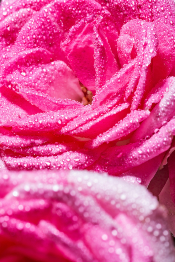Main image Rose_10