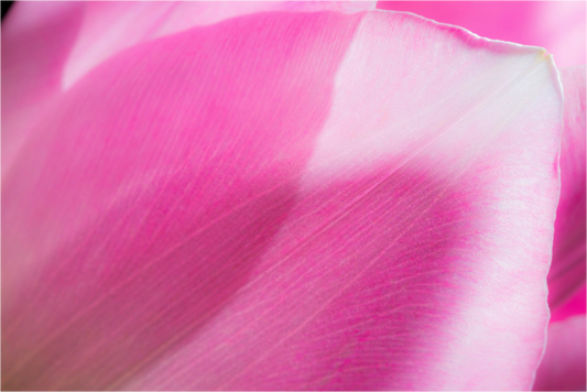 Main image Tulpe-06