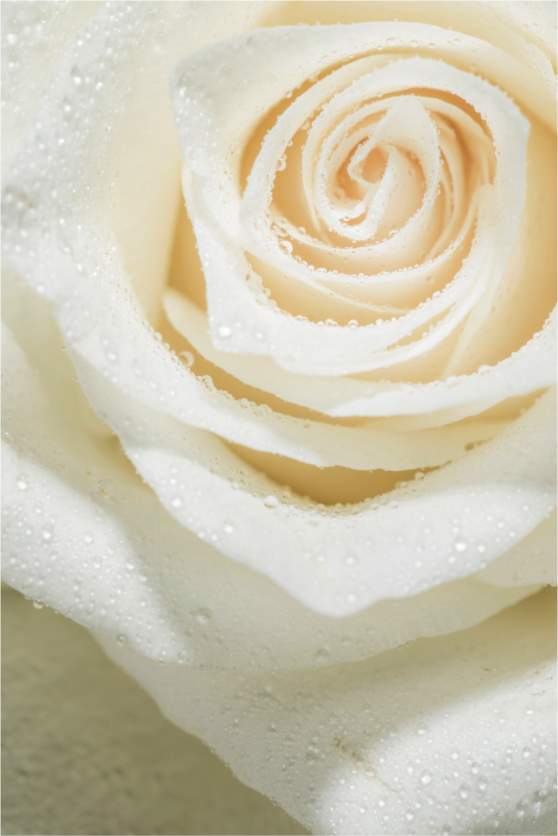 Main image Rose_03