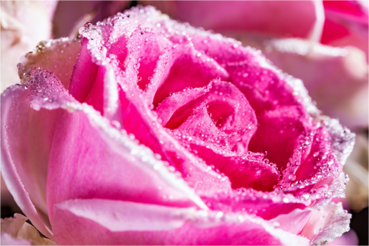 Main image Rose_09