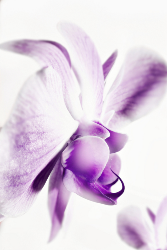 Main image Phalaenopsis-03