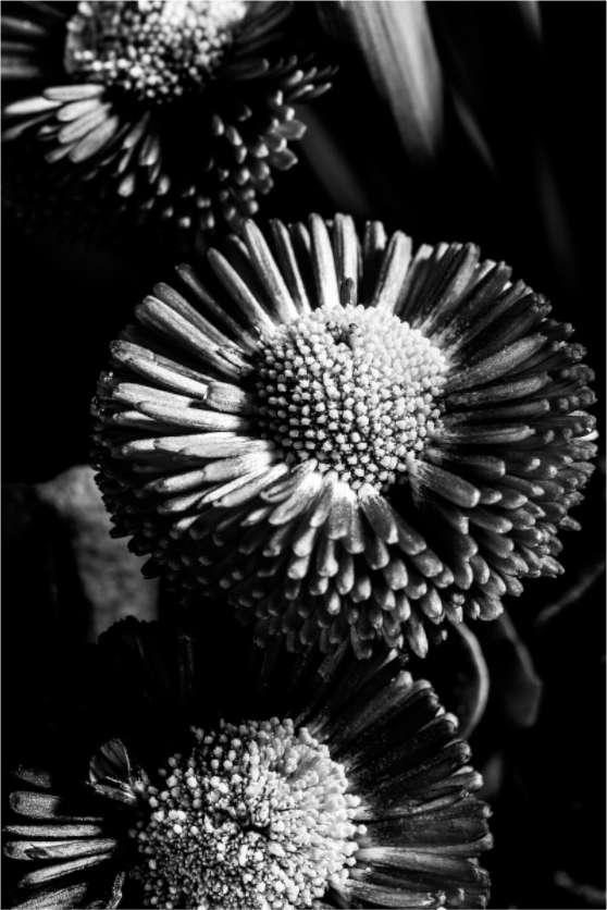 Main image Aster-02