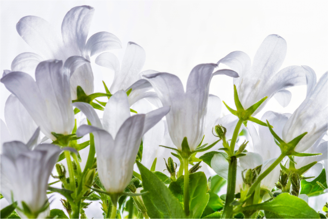 Main image Glockenblume_01