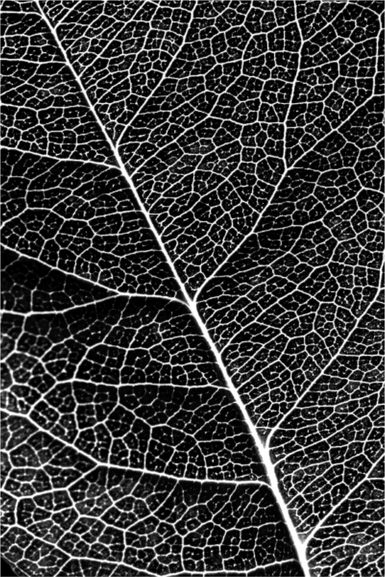 Main image Rosenblat_002