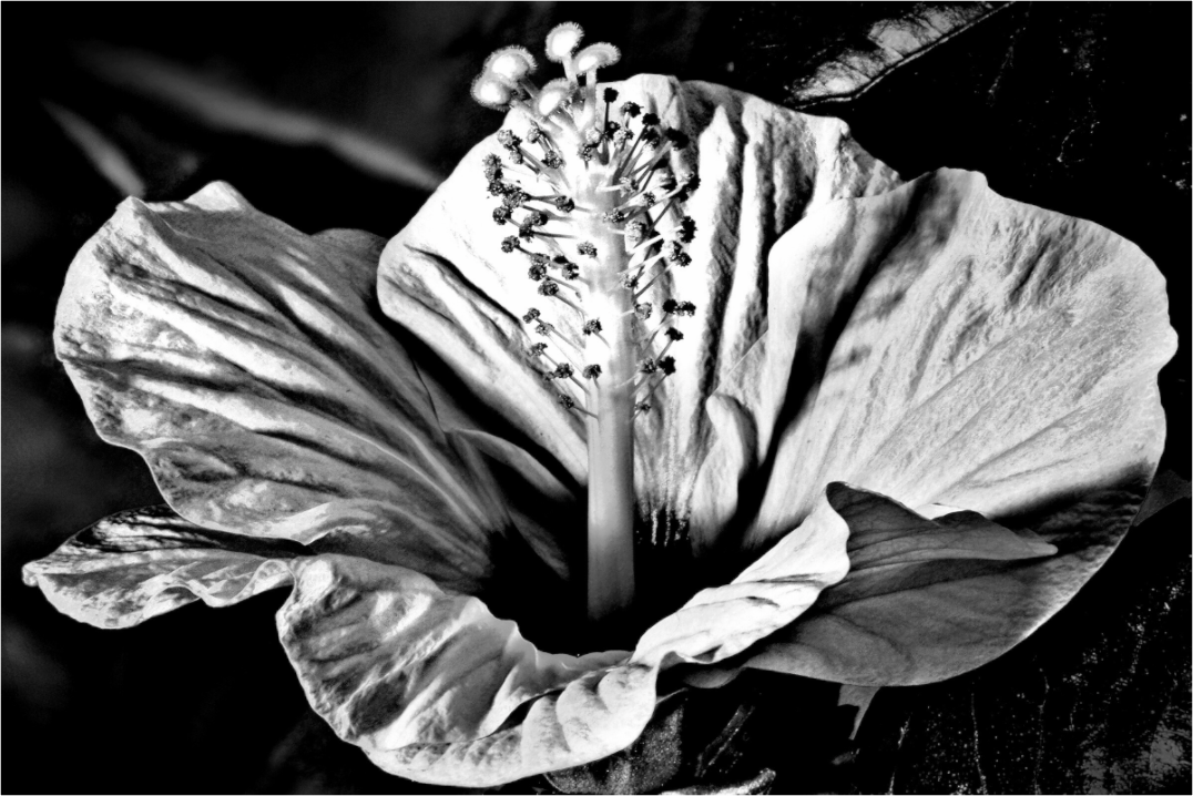 Main image Hibiscus-01