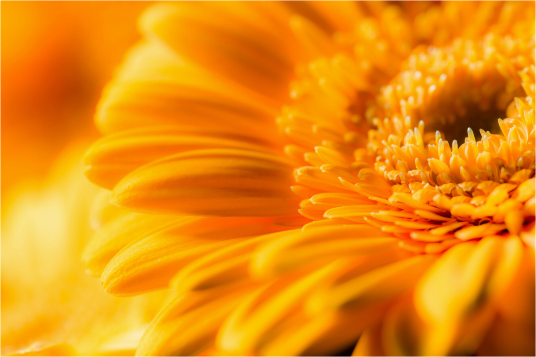 Main image Gerbera_09