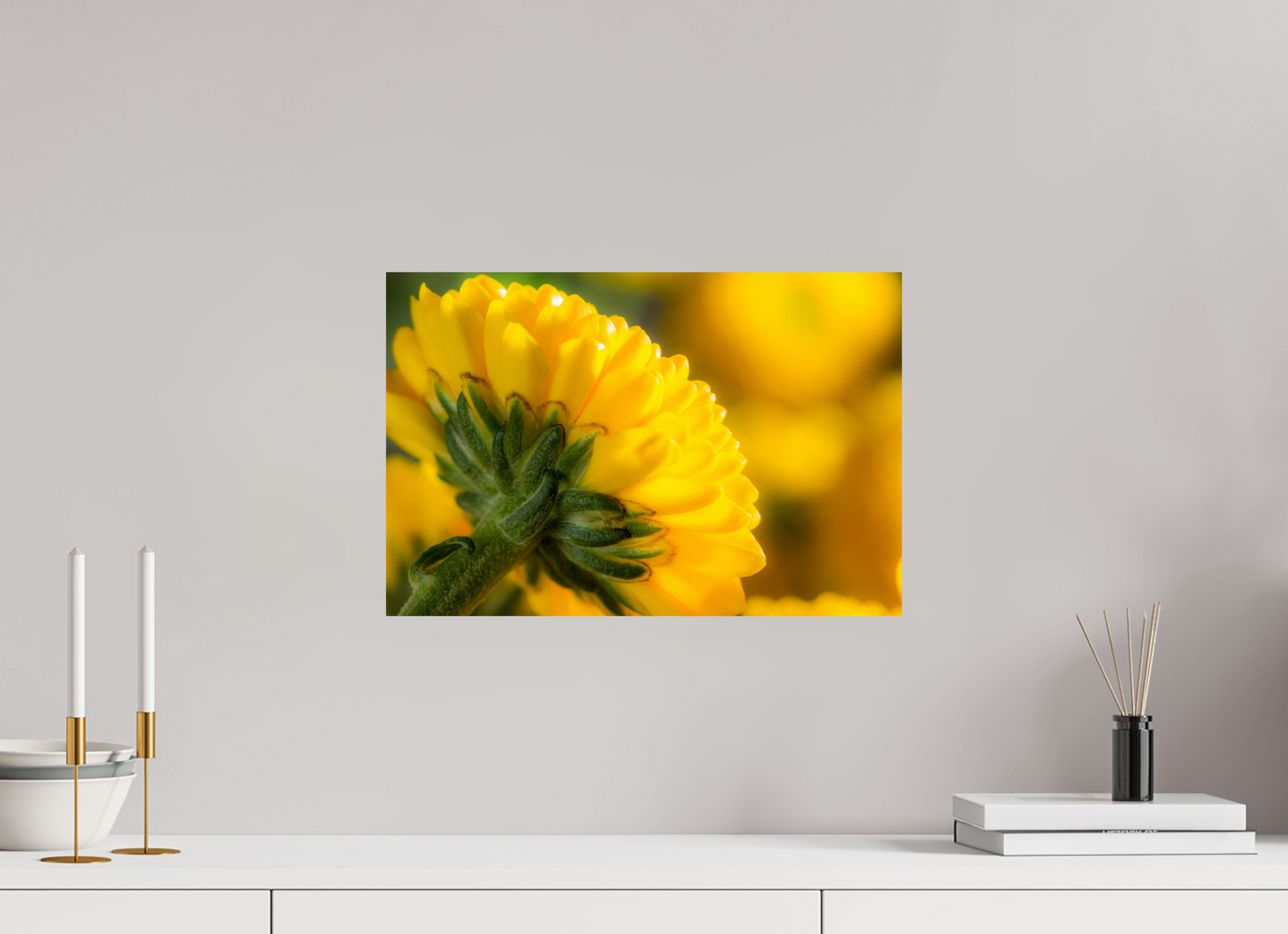 45 x 30 cm, Fine Art Print Baryta auf Alu-Dibond Chrysanthemen-05