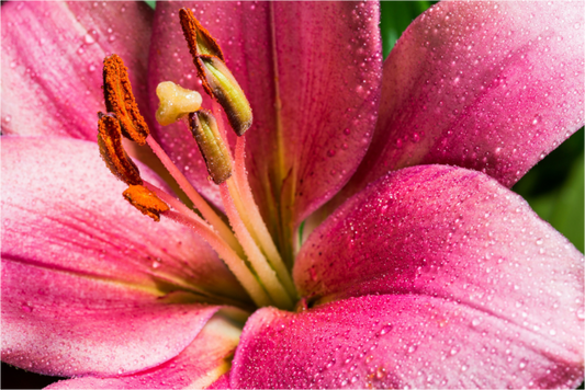 Main image Lilie_02