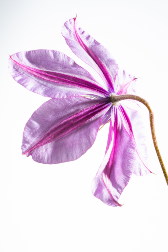 Main image Clematis-03