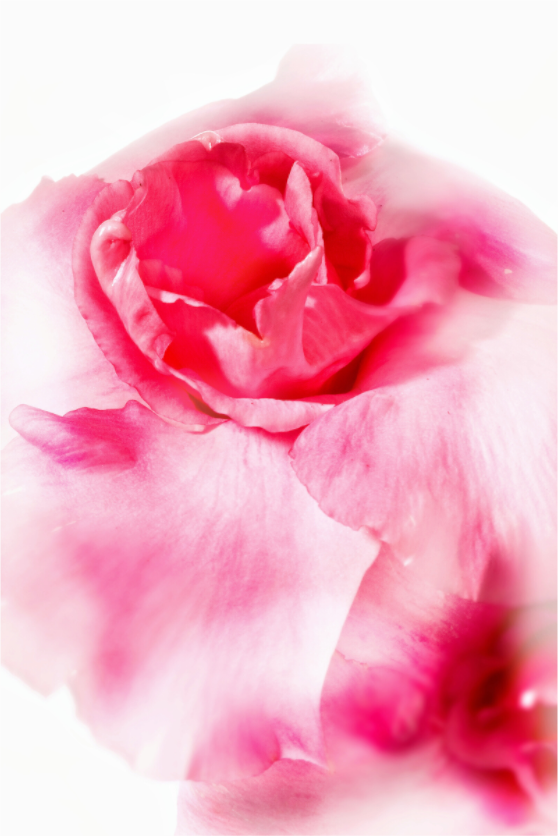 Main image Rose_01