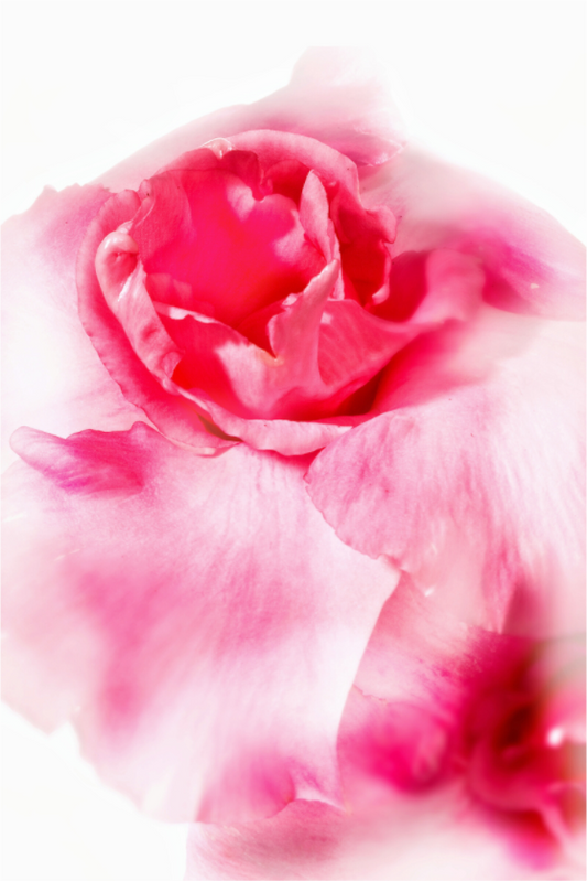 Main image Rose_01