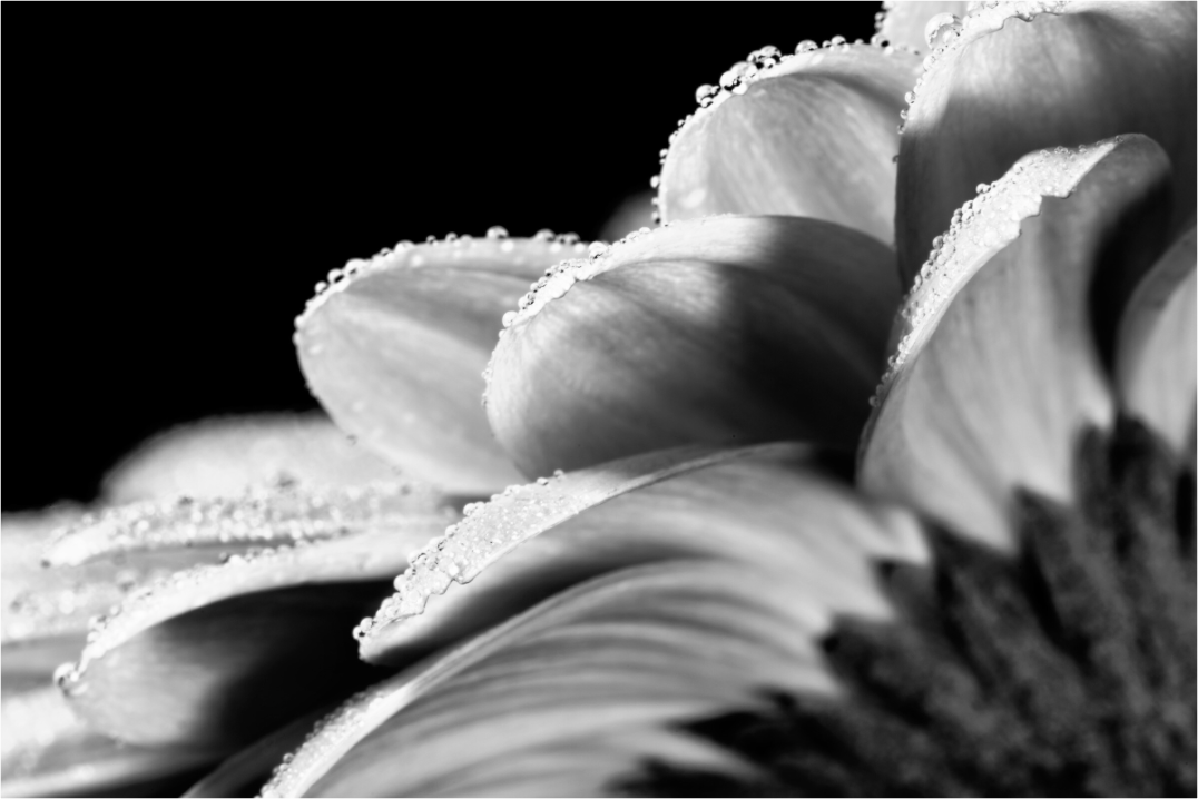 Main image Gerbera_04