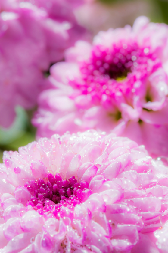 Main image Chrysanthemen_08