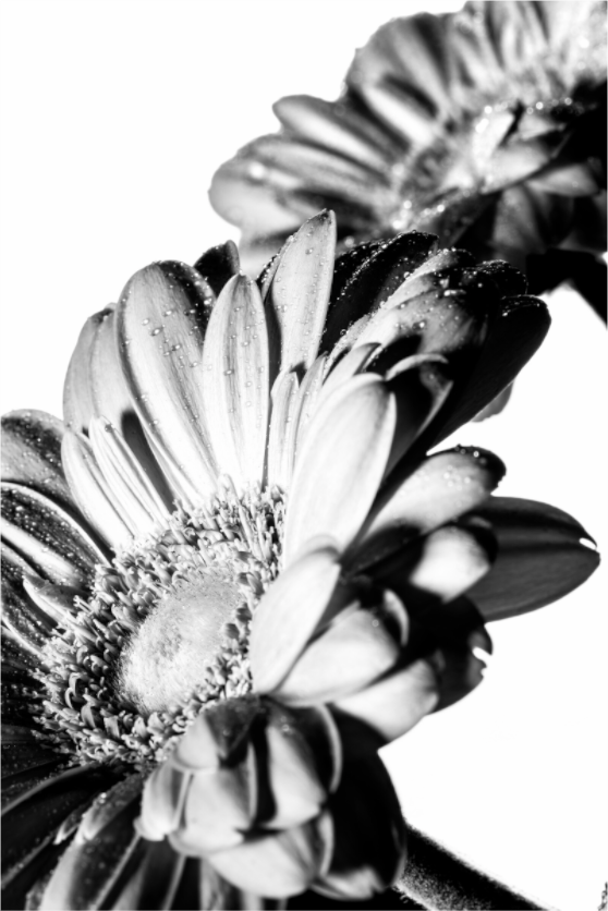 Main image Gerbera_08