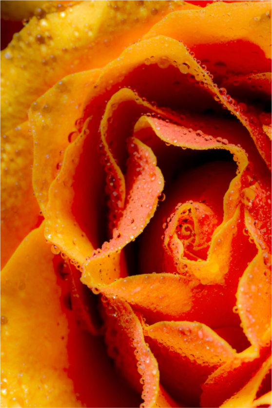 Main image Rose_05