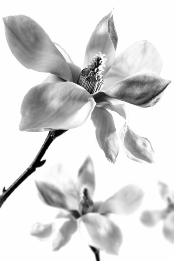 Main image Magnolie_03