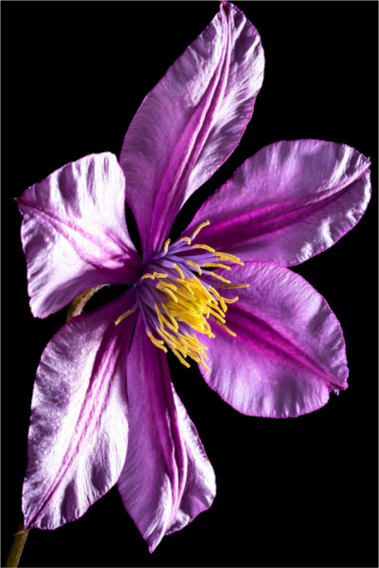 Main image Clematis-05