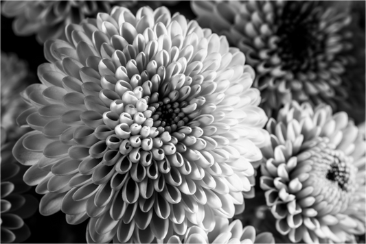 Main image Chrysanthemen-02