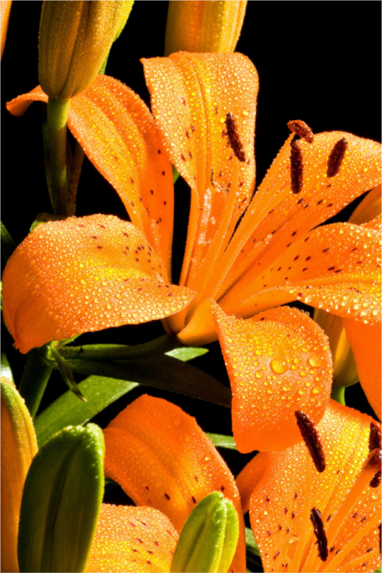 Main image Lilie_08