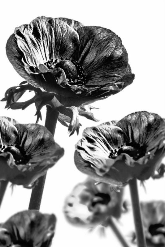 Main image Kronenanemone_05