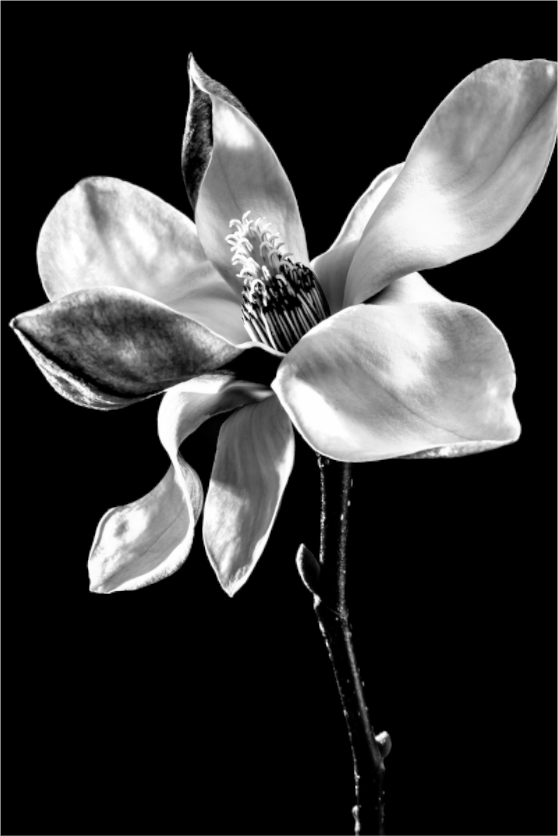 Main image Magnolie_01