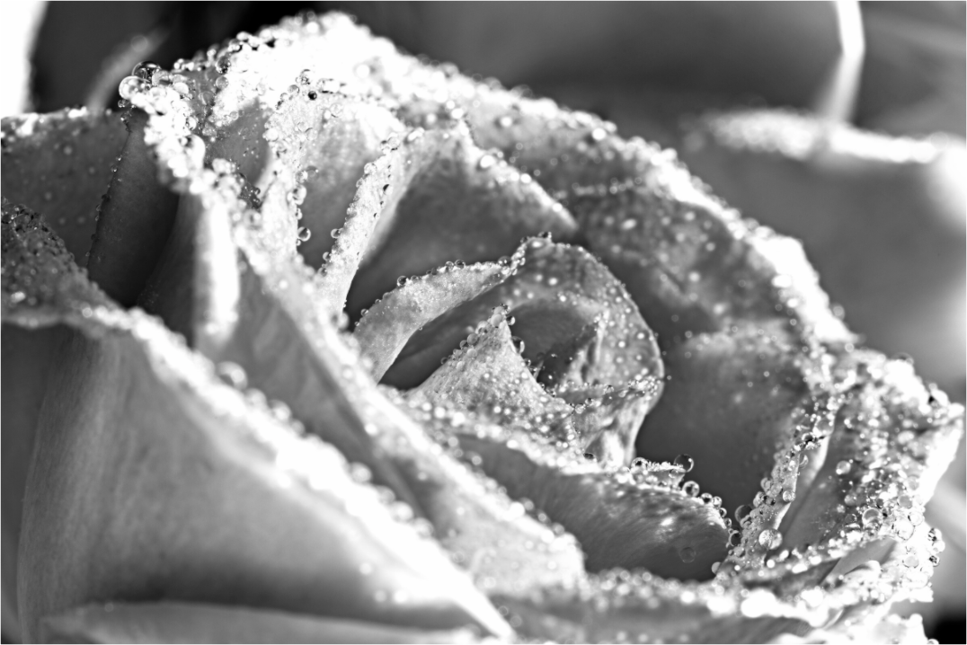 Main image Rose_08