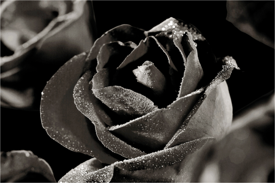 Main image Rose_02