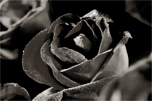 Main image Rose_02