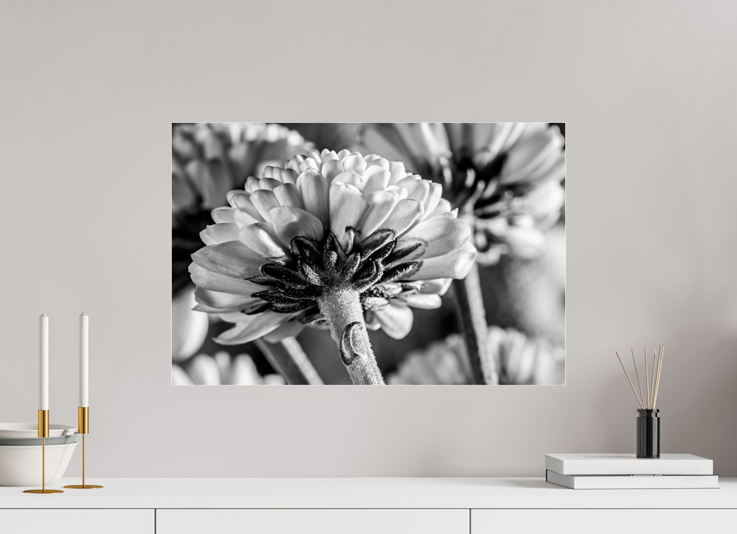 60 x 40 cm, Glänzender Foto-Abzug Acrylglas Chrysanthemen-03