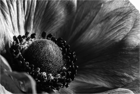 Main image Kronenanemone_03
