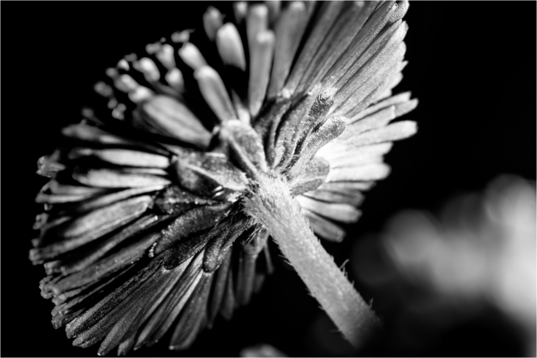 Main image Aster-004