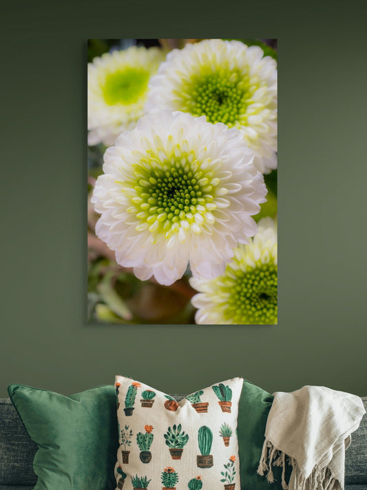Chrysanthemen-01